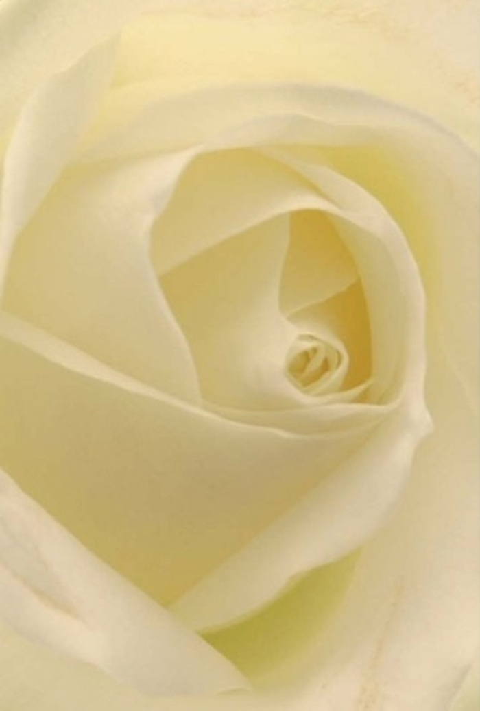 Observed up close, this quintessential white rose captures both softness and structure: gentle layering of cream and ivory petals radiates peaceful sophistication, echoing the refined charm of Grove Park itself. Light flows through each petal, illuminating the bloom from within as shadows shift in harmony-much like sunlight filtering through the trees of Grove Park's leafy avenues. To an experienced florist, this arrangement is the embodiment of grace for cherished occasions-a romantic gesture, a thoughtful apology, or a centrepiece for wedding celebrations along Fauconberg Road. The near-perfect spiral of its core suggests unspoiled purity and resilience, while nuanced shades in colour and shadow celebrate the artistry present in every Grove Park Florist bouquet. The rose's understated fragrance infuses the composition with serenity, making it fitting for any heartfelt expression-its beauty and elegance always appropriate, no matter the sentiment or occasion in our welcoming community.